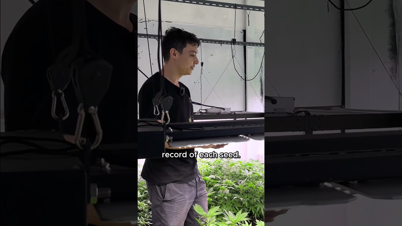 Growroom Diaries With | Phenotype Hunting With The Master Grower