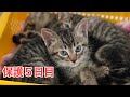 【保護子猫】シマシマ3兄弟保護5日目/コアニちゃんの成長日記生後35日目/【保護猫】5月5日のヒビネコシェルター♪