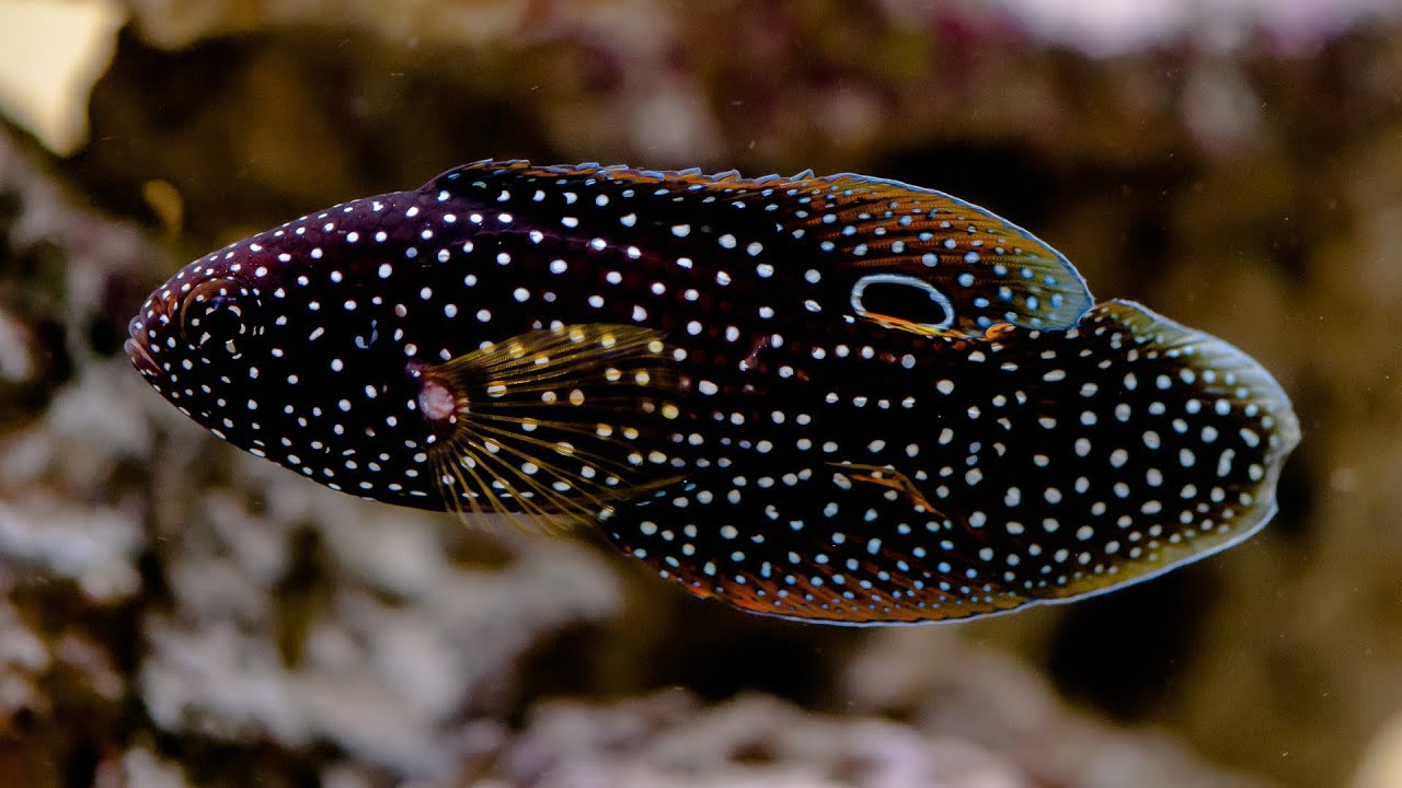 魚 シガテラ 海水