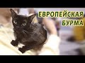 Бурма европейская - чрезвычайно мягкое и нежное создание