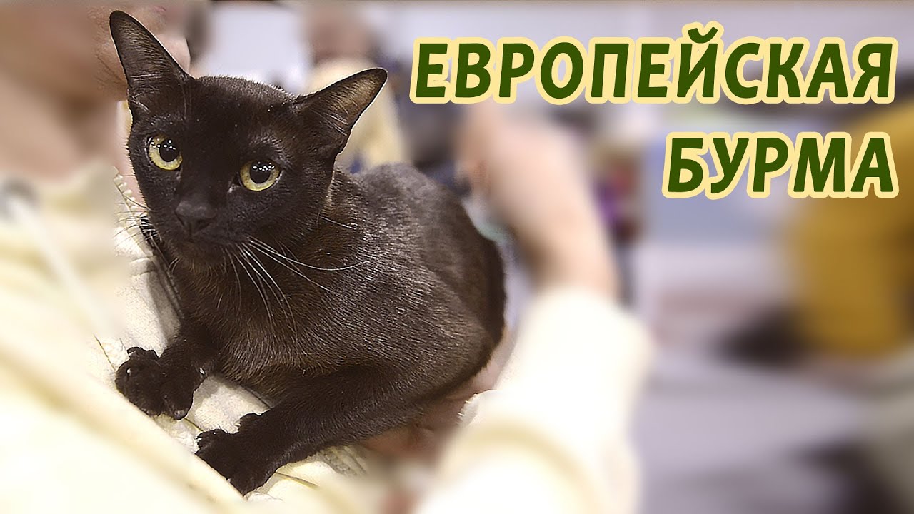 Бурма европейская - чрезвычайно мягкое и нежное создание
