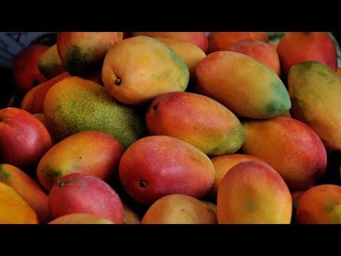 Ready for these amazing Mango Varieties