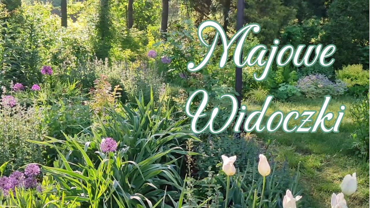 Mój ogród w maju 2025. Kwitną wieczorniki damskie, czosnki, kocimiętki, pierwsza róża...:) relaks :)