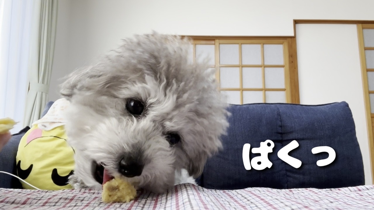 手作り蒸しパン🍠 | 小さなお口で食べる音がかわいすぎる