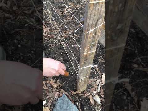 Video: Avalanche Pea Plantepleie – Hvordan dyrke skrederter i hagen