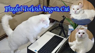 Lively, Playful and Active l The Turkish Angora by Asseth83 974 views 1 year ago 6 minutes, 22 seconds