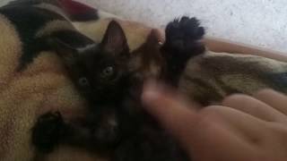 cat raccoon by Mi-mi-mi TV 63 views 4 years ago 16 seconds