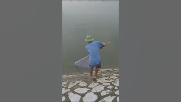 Chài cá rô #hunghugo