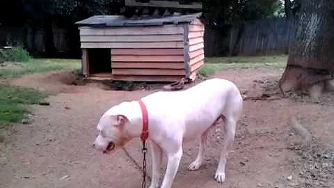 Marlon"$ pitbulls for sale call at 704,200,0050!!
