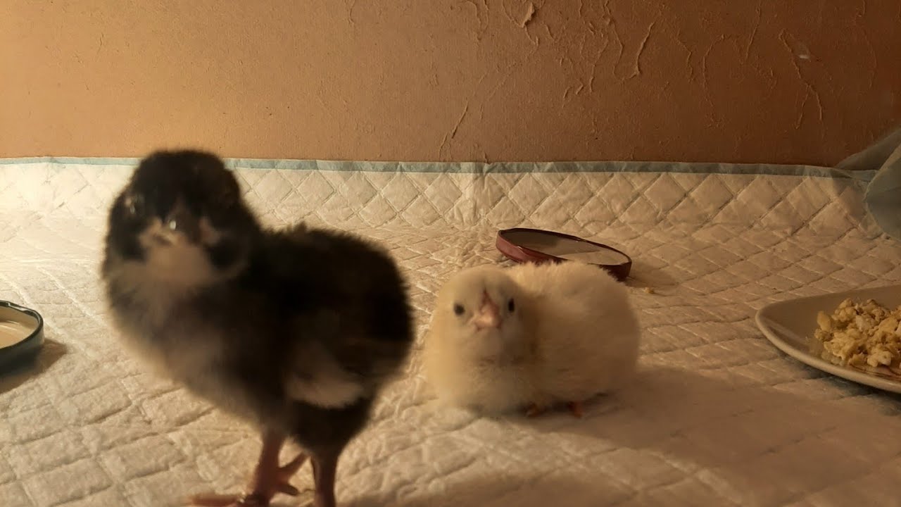 Test sprawności kogutów.c.d. prześwietlanie jaj