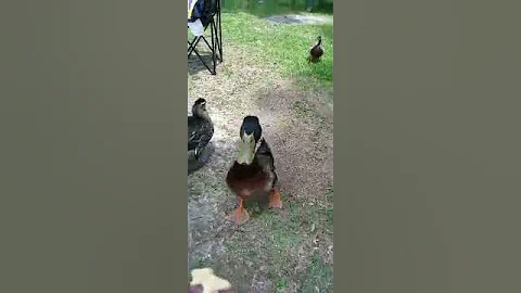 ducks love me who knew!!