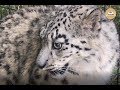 Снежный барс Красава на прогулке. Майские зарисовки. Snow Leopard Krasava for a walk. Taigan