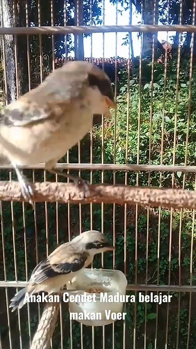 anakan Cendet Madura belajar makan Voer