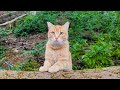 寄ってきたり離れていったり忙しい公園の茶トラ猫ちゃん