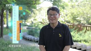 《生活提示》 20200911 随意喂流浪猫狗也有危害吗?| CCTV