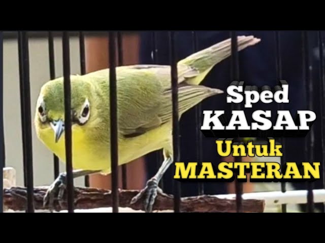 SPED SUPER KASAP LEBIH GACOR NGEJOS | MASTER NYA KECIAL KUNING JUARA class=