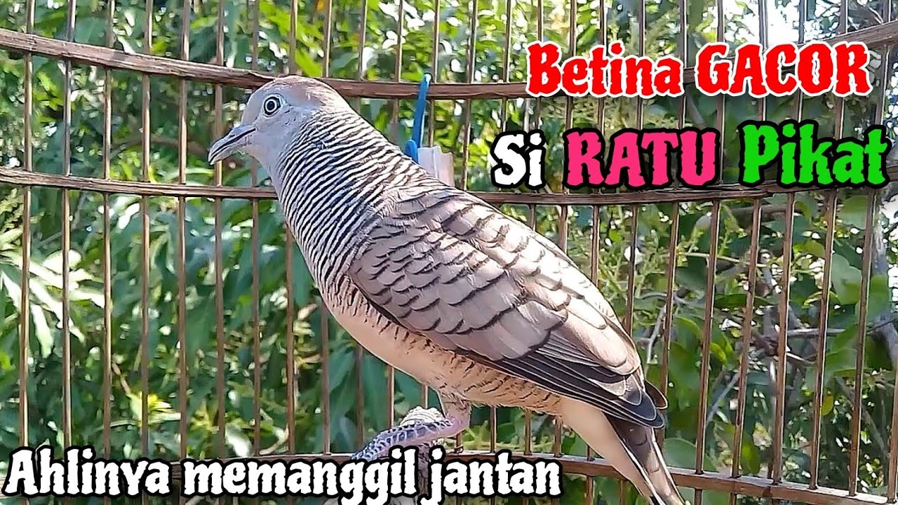 Ratunya Pikat‼️Perkutut BETINA memanggil Jantan || The female turtle dove calls the male