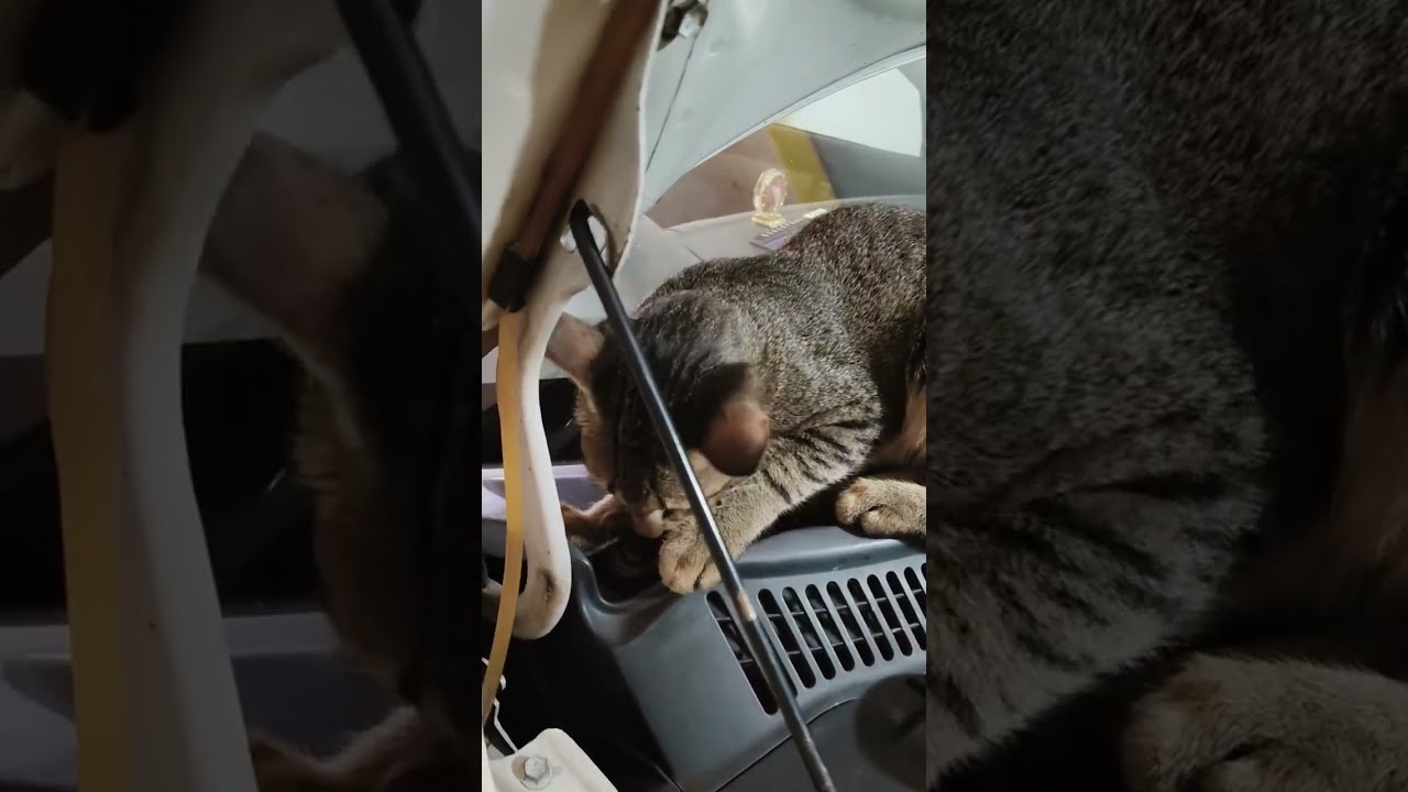 🥰🥰🥰അവന്റെ ഒരു കുറുമ്പ് ❤️❤️ my dear naughty boy 🥰🥰🥰