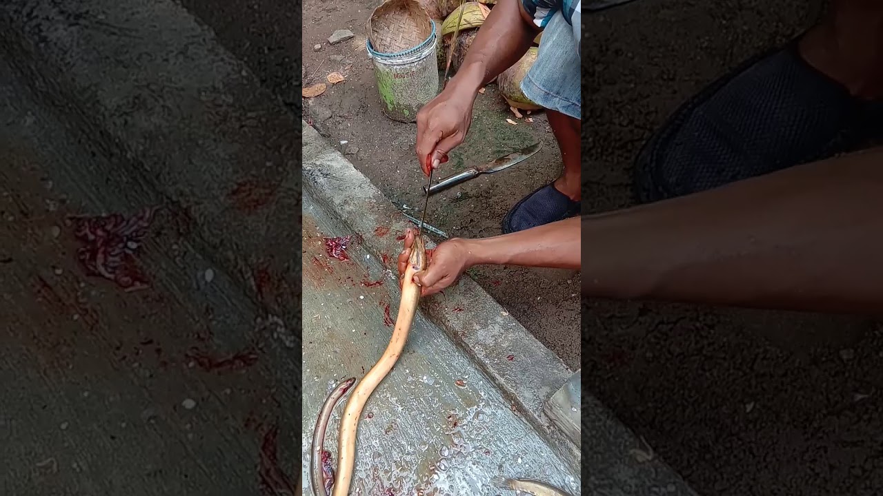 Cara membersihkan belut tanpa di belah 