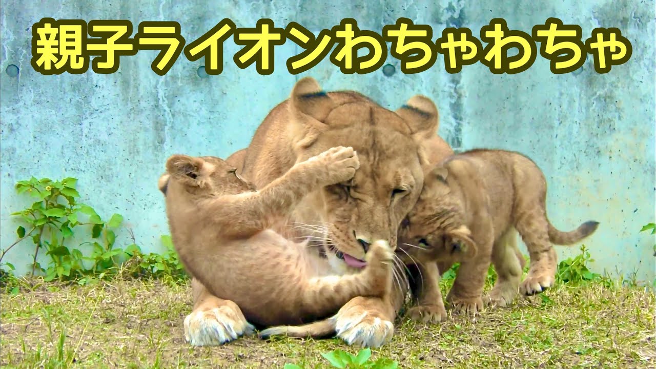三つ子のライオン赤ちゃん シルクママとアースパパのそばで遊んでい