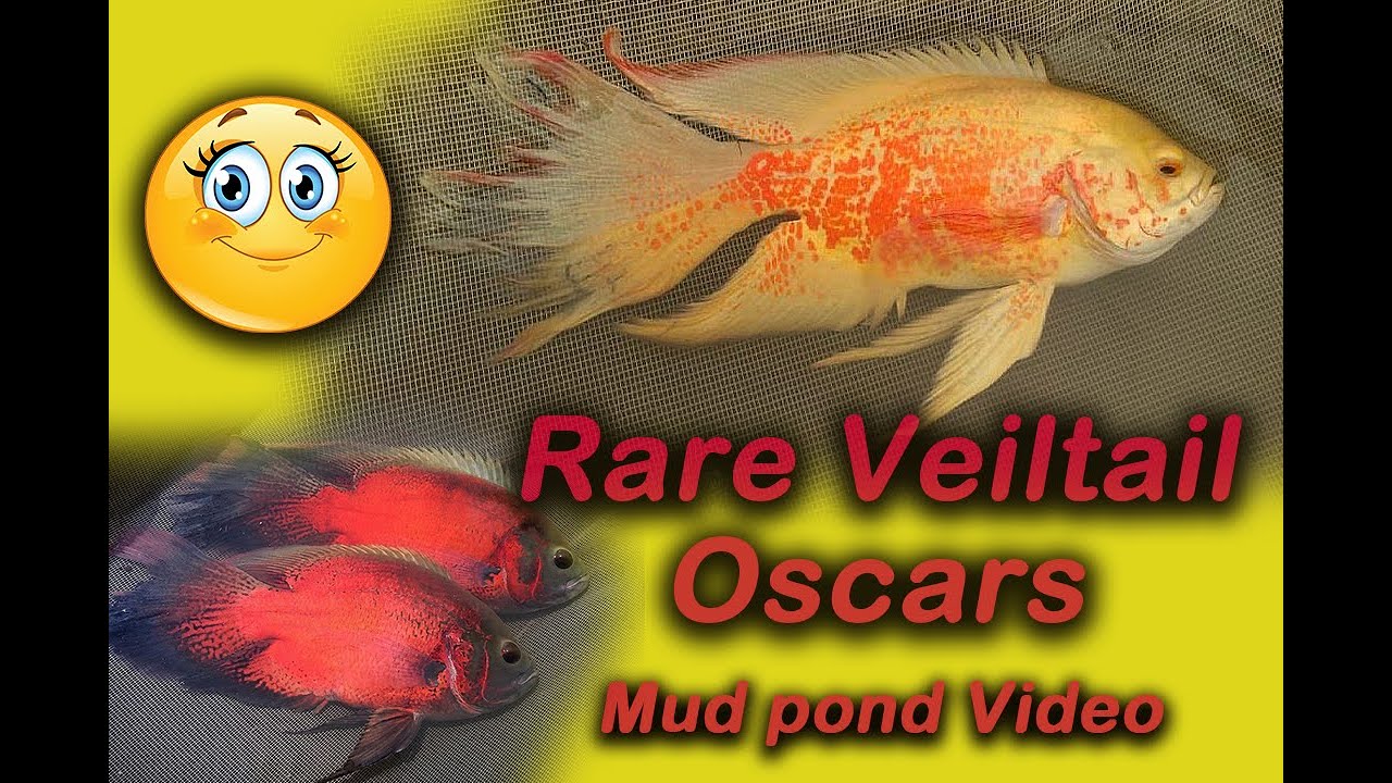 Rare Veil tail Oscar Fish | Mud Pond Oscar Fish farm video | Best Quality Veil Tail Oscar Fish