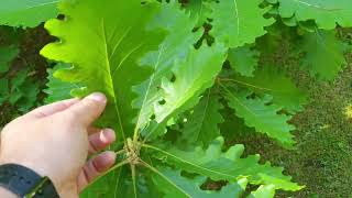 Quercus macranthera dub velkokvětý