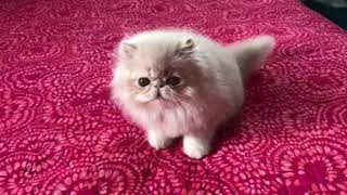 Cream Persian boy by Pam DeGolyer 165 views 5 years ago 18 seconds