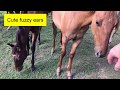 Observing Mama & Baby Horses In Pasture - Herd Hierarchy & Behavior