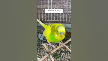 #سورة_الجن #قرآن #المصحف #عبدالباسط_عبدالصمد #العراق #مصر #طيور #quran #birds #lovebirds #budgies