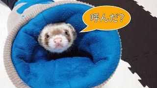 【フェレット】今日も元気に行ってみましょー！