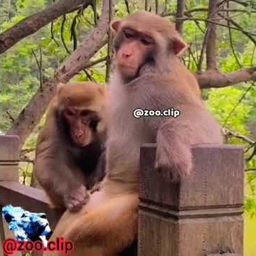 #shorts  Female Monkey Got shocked By Watching d*** of Male Monkey
