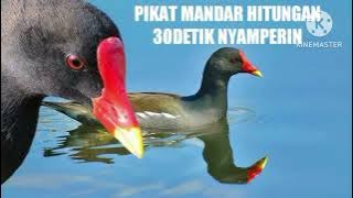 Suwara pikat burung mandar batu paling jos udah di uji coba ges 