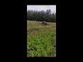 Смертельный бой оленей, гон оленя 18+ Zabójcza bójka jeleni 18+ Rykowisko2021, Elk