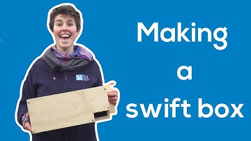 Supporting our swifts