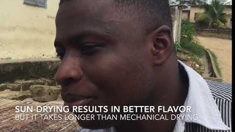 Sun Drying Cocoa Beans - Omanhene 2016 - Steve Wallace