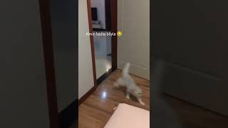 Gözlere Bak 🐈‍⬛