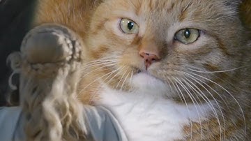 Zarathustra the Cat as Drogon in Game of Thrones