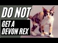 7 reasons you should not get a devon rex cat