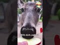 وجدت سيدة غزال مصاب شاهد ماذا فعلت معه حيوانات Animals اكسبلور طيور قصص غزال الغزلان 
