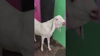 buttyfull 🐐fore shel kaliya h 8859196177 #goat