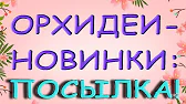 Орхидеи,узамба́рские фиалки,Самара🌺