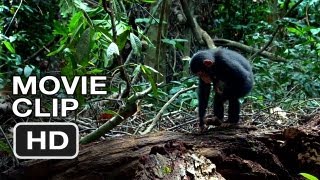 Chimpanzee Movie CLIP - Hammer (2012) Disney Nature Movie HD