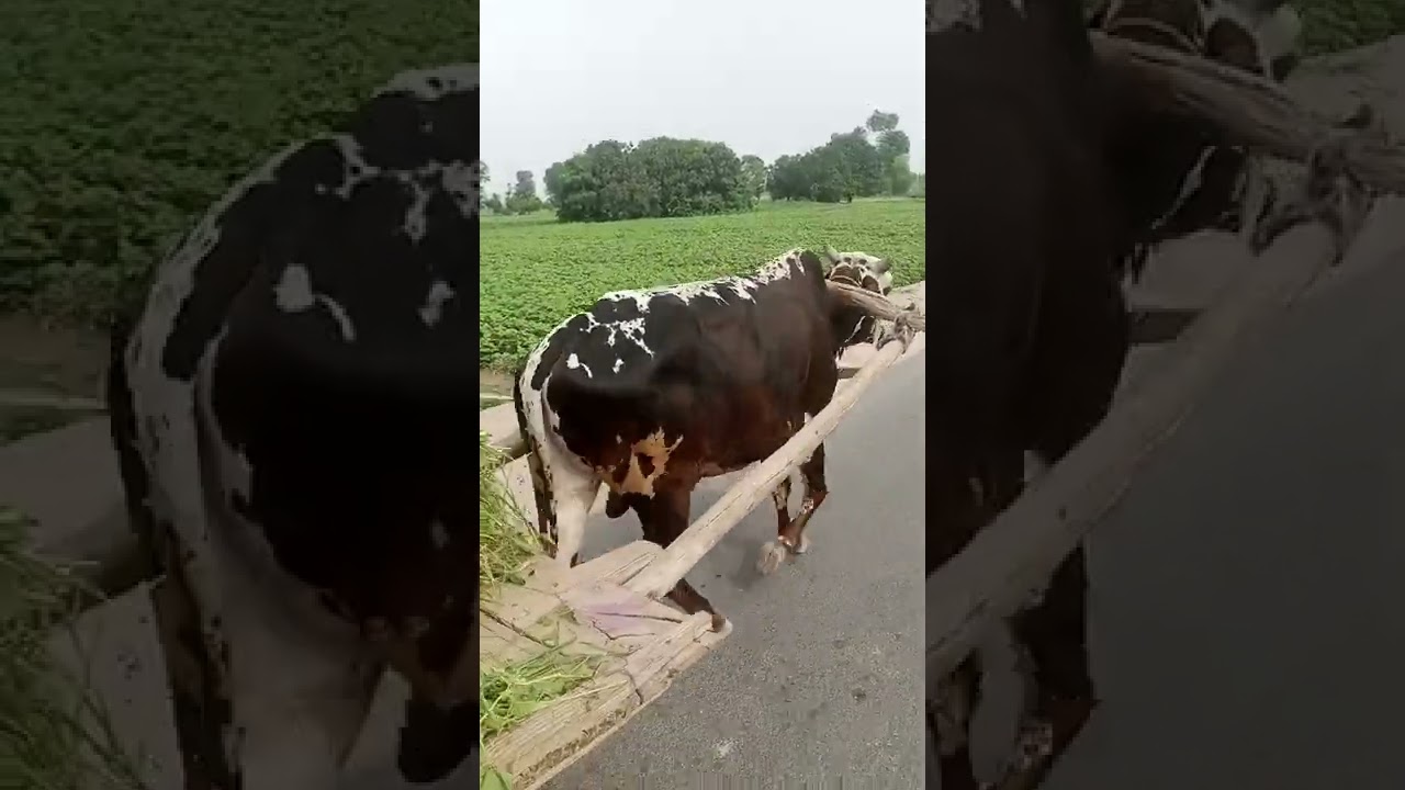 Bullock Cart riding in Village Punjab | 