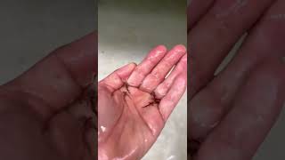 Alevines Puro De Bagre Rallado,