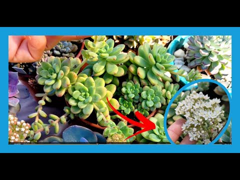 Vidéo: Kalanchoe : le berceau de la plante et la composition nécessaire du sol