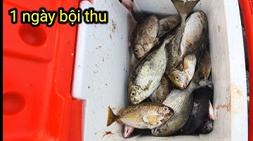 VUONG LT VLOG Câu cá biển | cá giò _ cá tà ma | tìm củi nấu ăn ngoài đảo | @Vương LT vlog