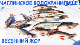 ОГРОМНЫЙ ОКУНЬ И НОЧНОЙ СУДАК - ЧАГЛИНСКОЕ