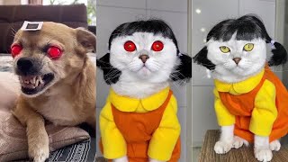 Squid Game Netflix Dogs And Cats - Tik Tok Cats Squid Game #3