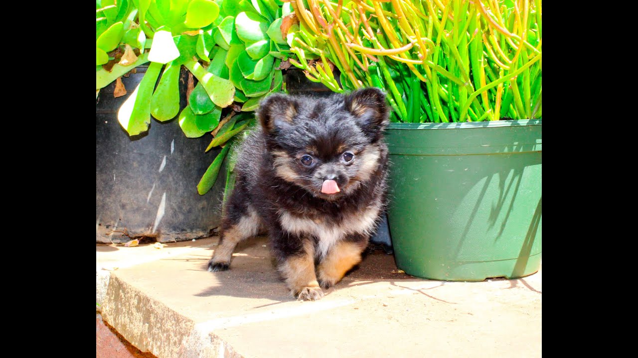 baby pomeranian chihuahua