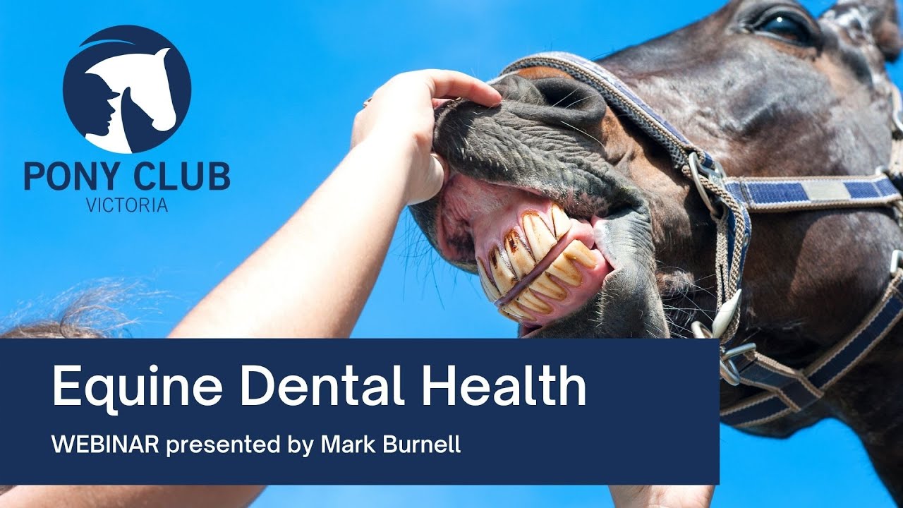 Equine Dental Health presented by Mark Burnell